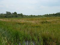 NL, Noord-Brabant, 's-Hertogenbosch, Moerputten 26, Saxifraga-Willem van Kruijsbergen