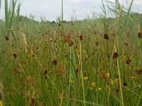 NL, Noord-Brabant, 's-Hertogenbosch, Moerputten 6, Saxifraga-Willem van Kruijsbergen