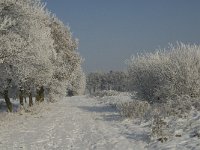 NL, Noord-Brabant, Alphen-Chaam, Bleeke Heide 8, Saxifraga-Jan van der Straaten