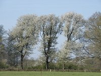 NL, Noord-Brabant, Alphen-Chaam, De Hoevens 10, Saxifraga-Willem van Kruijsbergen