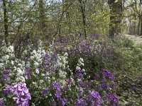 NL, Noord-Brabant, Alphen-Chaam, De Hoevens 43, Saxifraga-Willem van Kruijsbergen