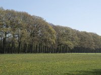 NL, Noord-Brabant, Alphen-Chaam, De Hoevens 8, Saxifraga-Willem van Kruijsbergen