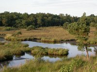 NL, Noord-Brabant, Alphen-Chaam, Patersmoer 1, Saxifraga-Peter Meininger