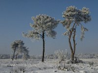 NL, Noord-Brabant, Alphen-Chaam, Strijbeekse Heide 13, Saxifraga-Jan van der Straaten