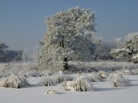 NL, Noord-Brabant, Alphen-Chaam, Strijbeekse Heide, Langven 8, Saxifraga-Jan van der Straaten