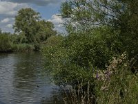 NL, Noord-Brabant, Altena, Aakvlaai 18, Saxifraga-Jan van der Straaten