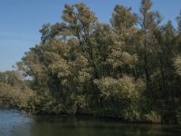 NL, Noord-Brabant, Altena, Bovenhennip 1, Saxifraga-Jan van der Straaten