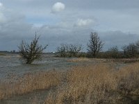 NL, Noord-Brabant, Altena, Buiten Kievitswaard 2, Saxifraga-Jan van der Straaten