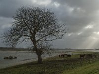 NL, Noord-Brabant, Altena, Galeiwaard 8, Saxifraga-Jan van der Straaten