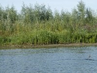 NL, Noord-Brabant, Altena, Gat van den Hardenhoek 43, Saxifraga-Annemiek Bouwman