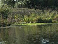 NL, Noord-Brabant, Altena, Gat van den Hardenhoek 47, Saxifraga-Annemiek Bouwman