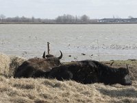 NL, Noord-Brabant, Altena, Japewaard, Waterbuffel 3, Saxifraga-Willem van Kruijsbergen