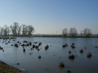 NL, Noord-Brabant, Altena, Kleine Muggenwaard 4, Saxifraga-Jan van der Straaten