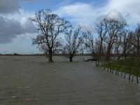 NL, Noord-Brabant, Altena, Kleine Muggenwaard 7, Saxifraga-Jan van der Straaten