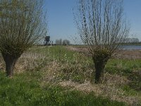 NL, Noord-Brabant, Altena, Kornsche Boezem 39, Saxifraga-Marijke Verhagen