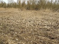 Reed flattened by heavy storm, Biesbosch National Park, Netherlands  Biesbosch National Park, Netherlands : Biesbosch, NP, Dutch, flat, flattened, gale, Holland, landscape, national park, natural, nature, North Brabant, reed, reed bed, reeds, rural landscape, storm