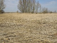 Reed flattened by heavy storm, Biesbosch National Park, Netherlands  Biesbosch National Park, Netherlands : Biesbosch, NP, Dutch, flat, flattened, gale, Holland, landscape, national park, natural, nature, North Brabant, reed, reed bed, reeds, rural landscape, storm