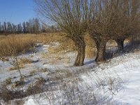 IJs en sneeuw in Biesbosch