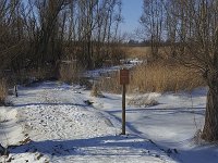 IJs en sneeuw in Biesbosch