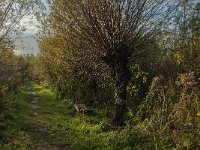 NL, Noord-Brabant, Altena, Pannekoek 3, Saxifraga-Jan van der Straaten