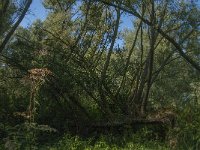 NL, Noord-Brabant, Altena, Polder Het Jannezand 15, Saxifraga-Jan van der Straaten