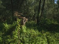 NL, Noord-Brabant, Altena, Polder Het Jannezand 22, Saxifraga-Jan van der Straaten