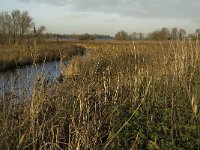 NL, Noord-Brabant, Altena, Polder Hooge Hof 4, Saxifraga-Jan van der Straaten