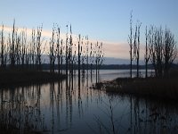 Natuurontwikkeling Biesbosch Jantjesplaat