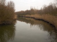 Nature development in Biesbosch National Park, North Brabant, Netherlands  Nature development in Biesbosch National Park, North Brabant, Netherlands : Biesbosch, national park, np, nature reserve, protected area, nature, natural, wetland, Europe, European, Dutch, Netherlands, North Brabant, winter, wintertime, mirroring, reflection, reflected, sky, no people, nobody, rural landscape, rural scene, non-urban scene, water, lake, nature development, nature restoration, tree, trees, reed, Jantjesplaat