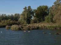 NL, Noord-Brabant, Altena, Polder Maltha 4, Saxifraga-Jan van der Straaten