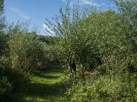 NL, Noord-Brabant, Altena, Polder Prik- en Schanswaard 4, Saxifraga-Jan van der Straaten