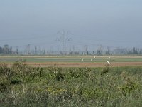 NL, Noord-Brabant, Altena, Polder Steenenmuur 1, Saxifraga-Willem van Kruijsbergen