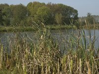 NL, Noord-Brabant, Altena, Pompveld 16, Saxifraga-Jan van der Straaten