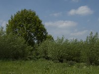 NL, Noord-Brabant, Altena, Pompveld 35, Saxifraga-Jan van der Straaten