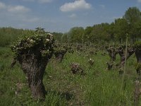 NL, Noord-Brabant, Altena, Pompveld 37, Saxifraga-Jan van der Straaten