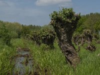 NL, Noord-Brabant, Altena, Pompveld 39, Saxifraga-Jan van der Straaten