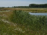 NL, Noord-Brabant, Altena, Pompveld 46, Saxifraga-Jan van der Straaten