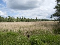 NL, Noord-Brabant, Altena, Ruwenhennip 41, Saxifraga-Willem van Kruijsbergen