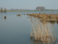 NL, Noord-Brabant, Altena, Spieringpolder 5, Saxifraga-Jan van der Straaten