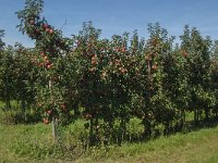 NL, Noord-Brabant, Altena, Verrezen Polder 2, Saxifraga-Jan van der Straaten