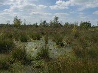 NL, Noord-Brabant, Asten, Astensche Peel 3, Saxifraga-Marijke Verhagen