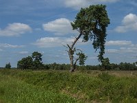 NL, Noord-Brabant, Asten, Astensche Peel 6, Saxifraga-Marijke Verhagen