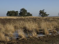 NL, Noord-Brabant, Asten, Groote Peel 10, Saxifraga-Marijke Verhagen