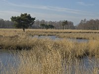 NL, Noord-Brabant, Asten, Groote Peel 16, Saxifraga-Marijke Verhagen