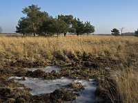 NL, Noord-Brabant, Asten, Groote Peel 19, Saxifraga-Jan van der Straaten