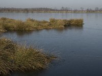 NL, Noord-Brabant, Asten, Groote Peel 24, Saxifraga-Jan van der Straaten