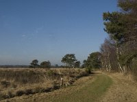 NL, Noord-Brabant, Asten, Groote Peel 26, Saxifraga-Jan van der Straaten