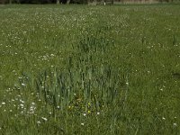 NL, Noord-Brabant, Baarle-Nassau, Baarlebrug 11, Saxifraga-Jan van der Straaten