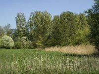 NL, Noord-Brabant, Baarle-Nassau, Baarlebrug 15, Saxifraga-Jan van der Straaten