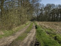 NL, Noord-Brabant, Baarle-Nassau, Baarlebrug 3, Saxifraga-Jan van der Straaten